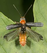 Blødvinge cantharis pellucida folder vingerne ud